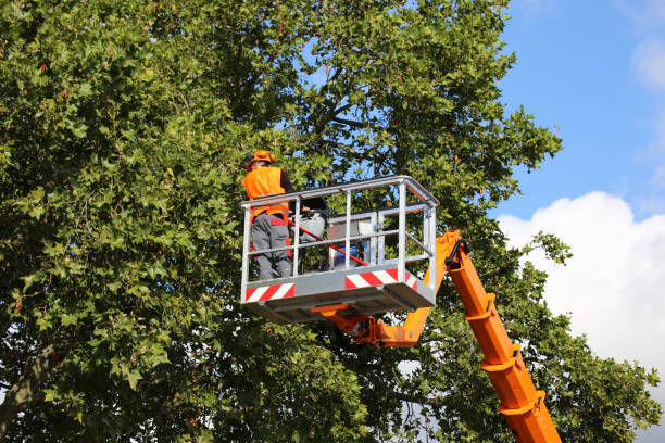 Why Choose Our Tree Removal Services in Hydesville, CA?